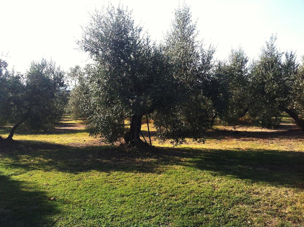 Agriturismo Poggio Alle Calle Saturnia Exterior foto